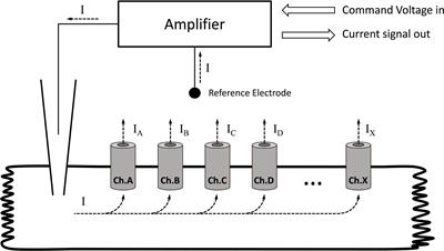 Exploring the Coordination of Cardiac Ion Channels With Action Potential Clamp Technique